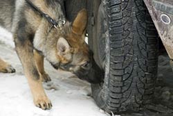 drug dogs in traffic stops
