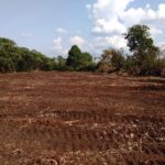 land services