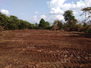 land services